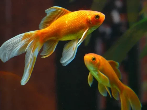 Goldfish Ka Scientific Naam