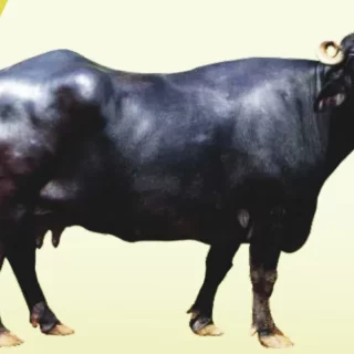 मुर्रा भैंस